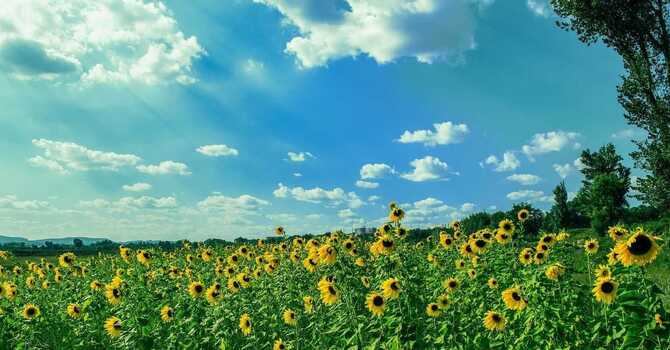 The Joy Of Healing: How Summer Fun Heals the Heart image